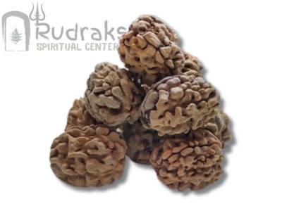 Three Mukhi Rudraksha from Himalaya
